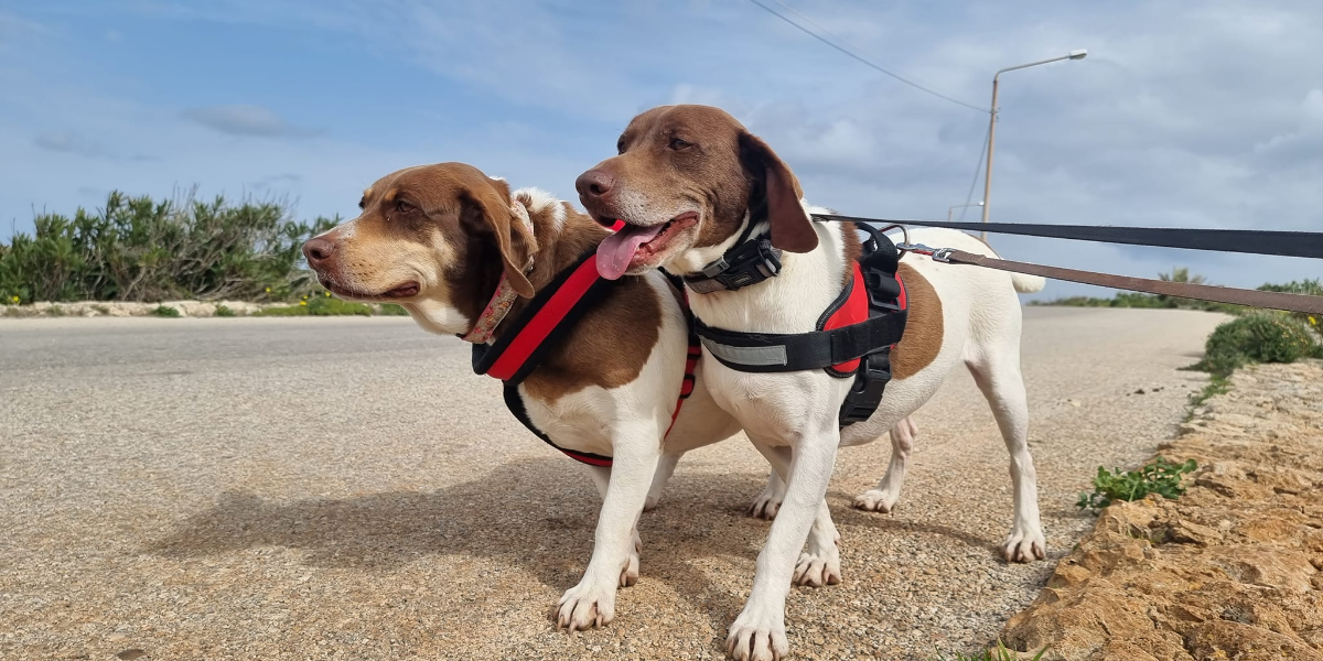 Noah's Ark Dog Sanctuary